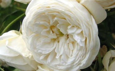 Trandafir floribund Artemis Rna